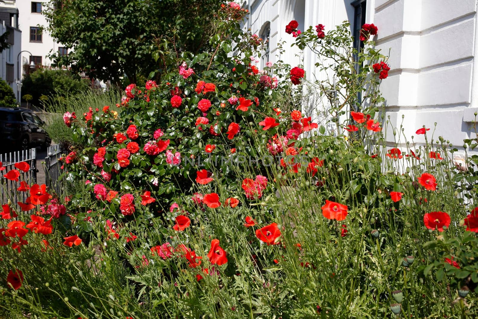 Rote Rosen in einem Vorgarten vor einem Hauseingang, Bremen, Deutschland