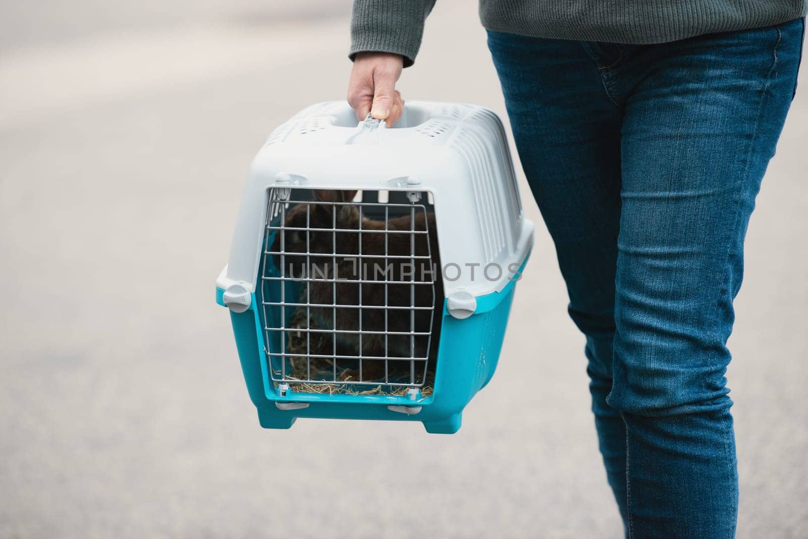 Rabbit in a transport box, pet locked in a cage, taking care of domestic animal, vacation or appointment at a vet doctor