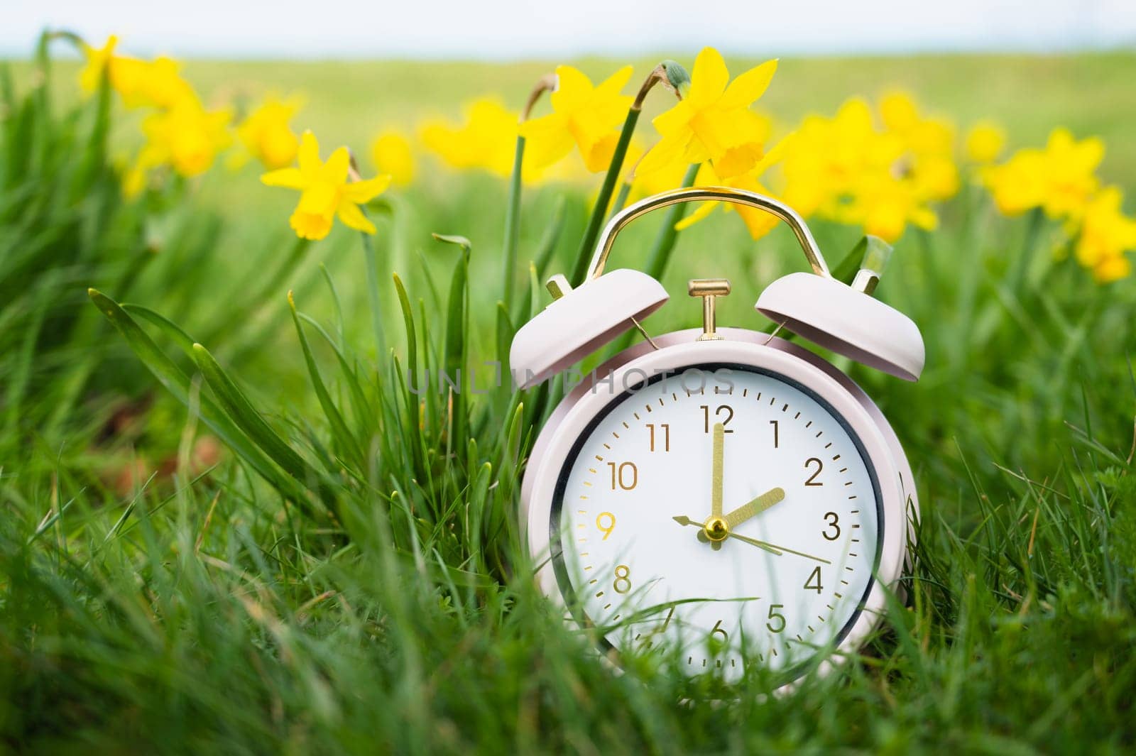 Alarm clock with daffodils flowers, switch to daylight saving time in spring, summer time changeover