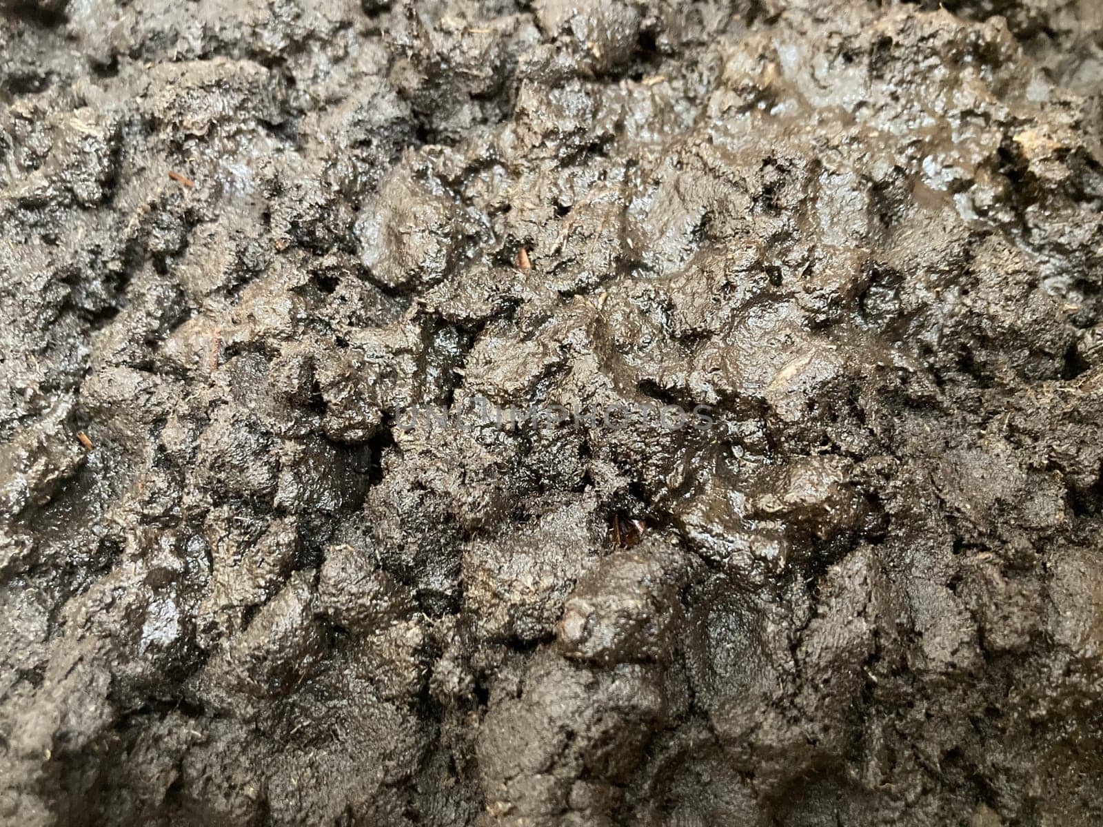 Preparation of soil and mycelium for growing the champignon mushrooms