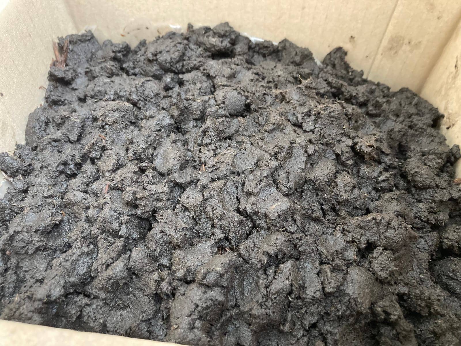Preparation of soil and mycelium for growing the champignon mushrooms