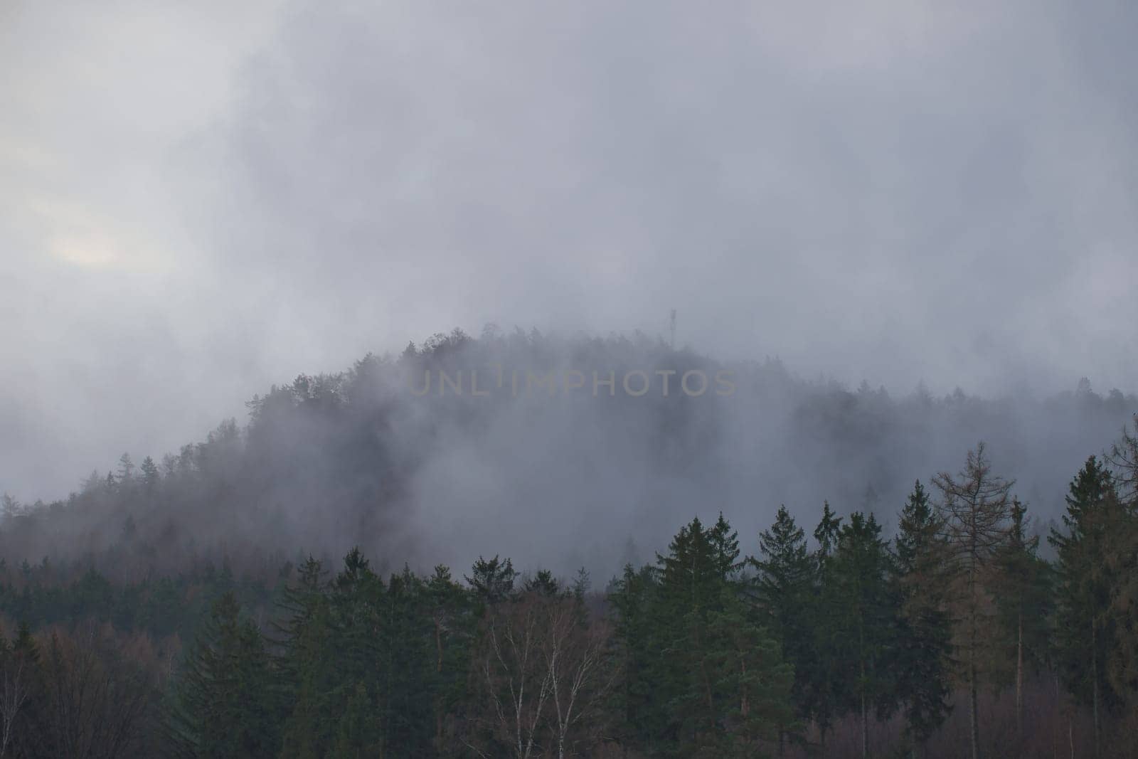 Foggy forest on a mountain in the Elbe Sandstone Mountains. Gloomy atmosphere between fir trees. Landscape from Germany