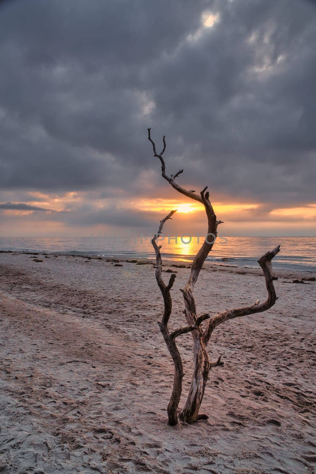 Sunset on the beach of the Baltic Sea. Love tree, shrub in the sand on the west beach. Cloudy sky. Landscape on the coast