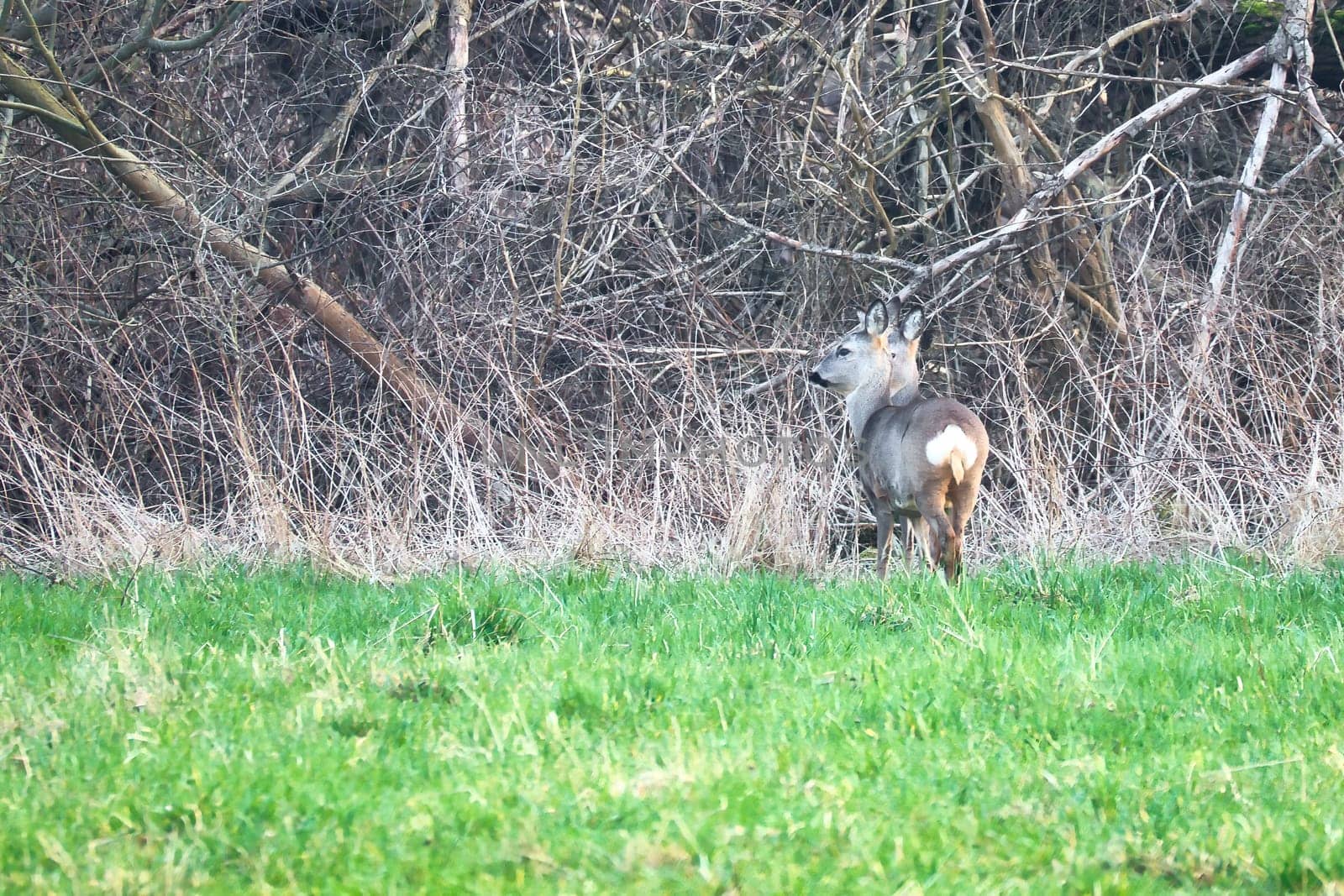Deer on a meadow, attentive and feeding. Hidden among the bushes. Animal photo from nature