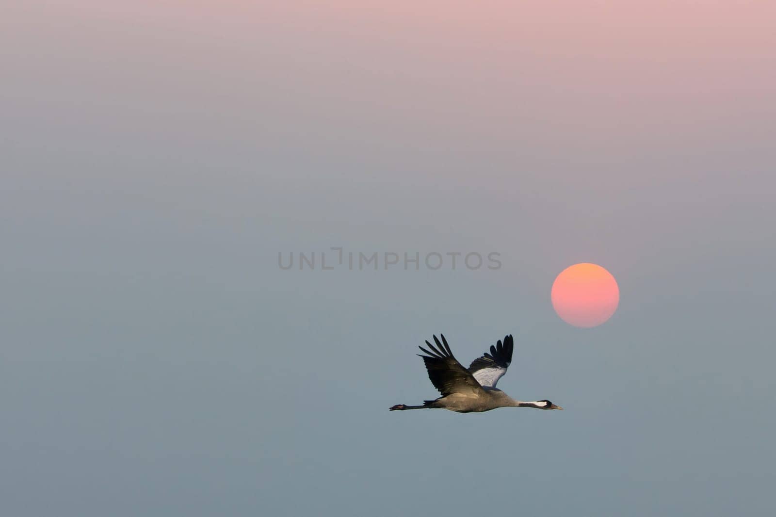 Cranes fly in the sky in front of the moon. Migratory birds on the Darss. Wildlife photo from nature in Germany