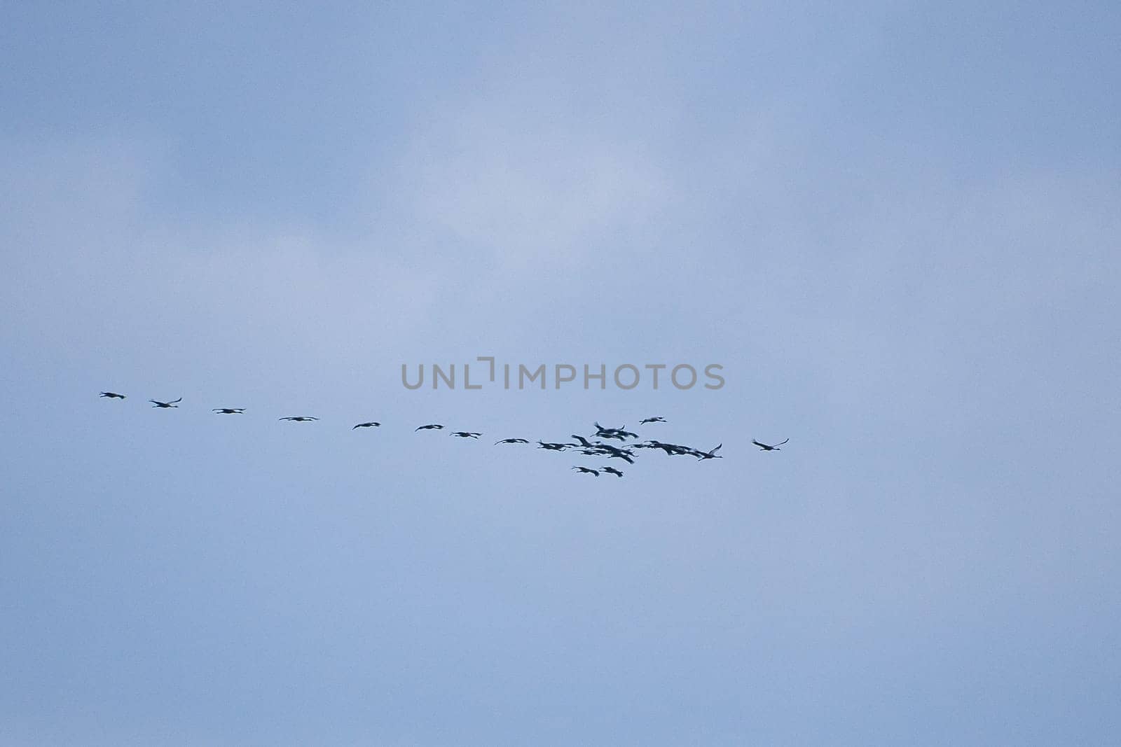 Cranes fly in V formation in the sky. Migratory birds on the Darss. Bird photo