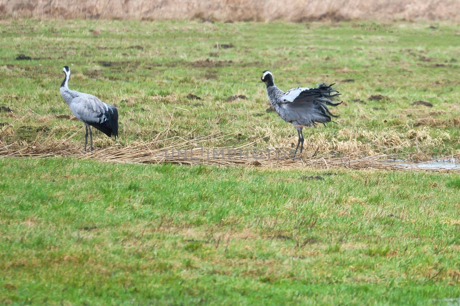 Cranes on a damp meadow. Wild birds foraging in the wild. Migratory birds in Germany