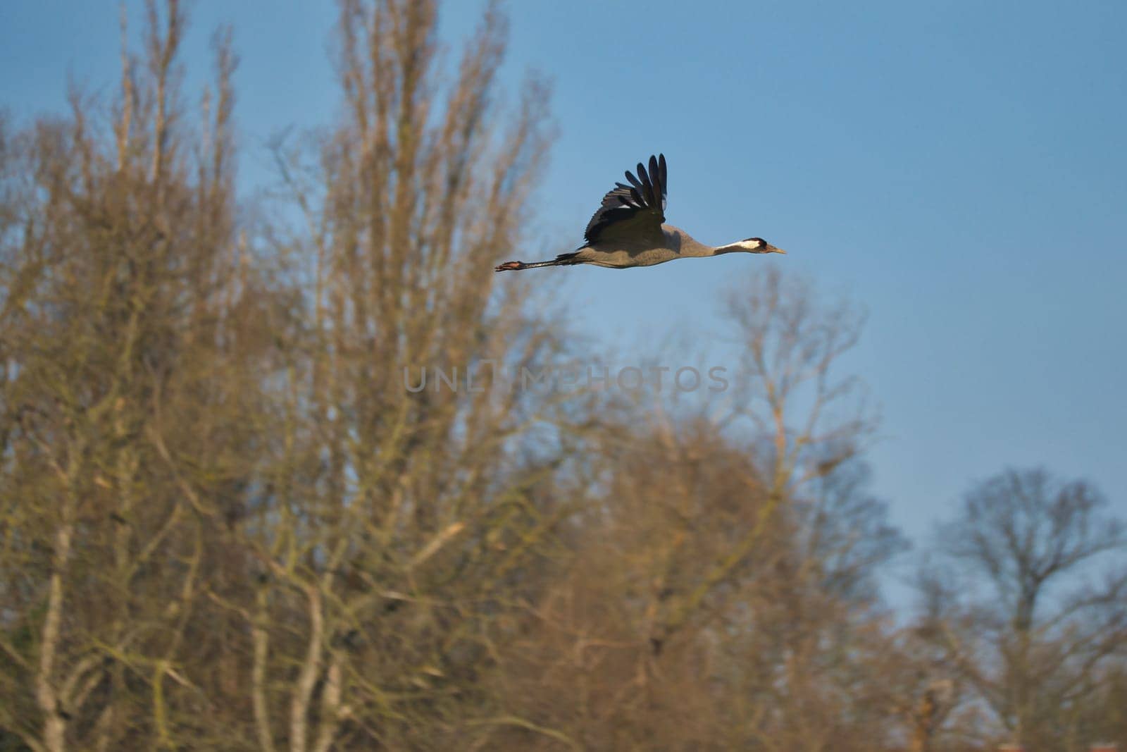 Cranes fly in the blue sky in front of trees. Migratory birds on the Darss. Wildlife photo from nature in Germany