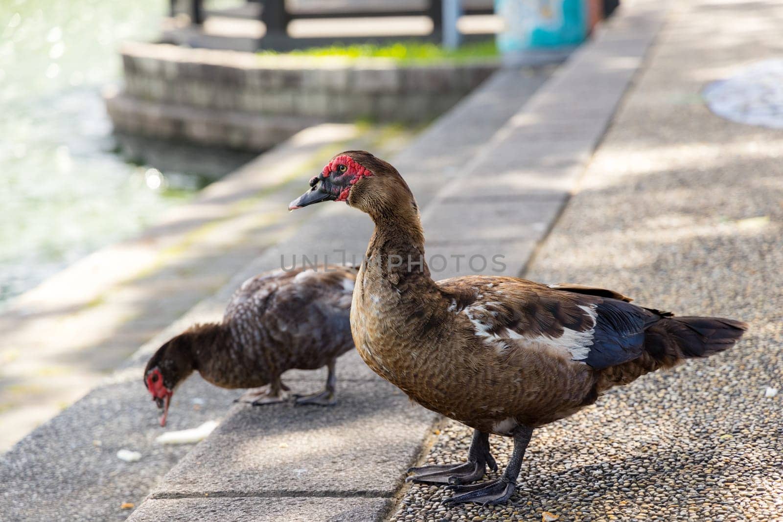 Wild goose at outdoor park