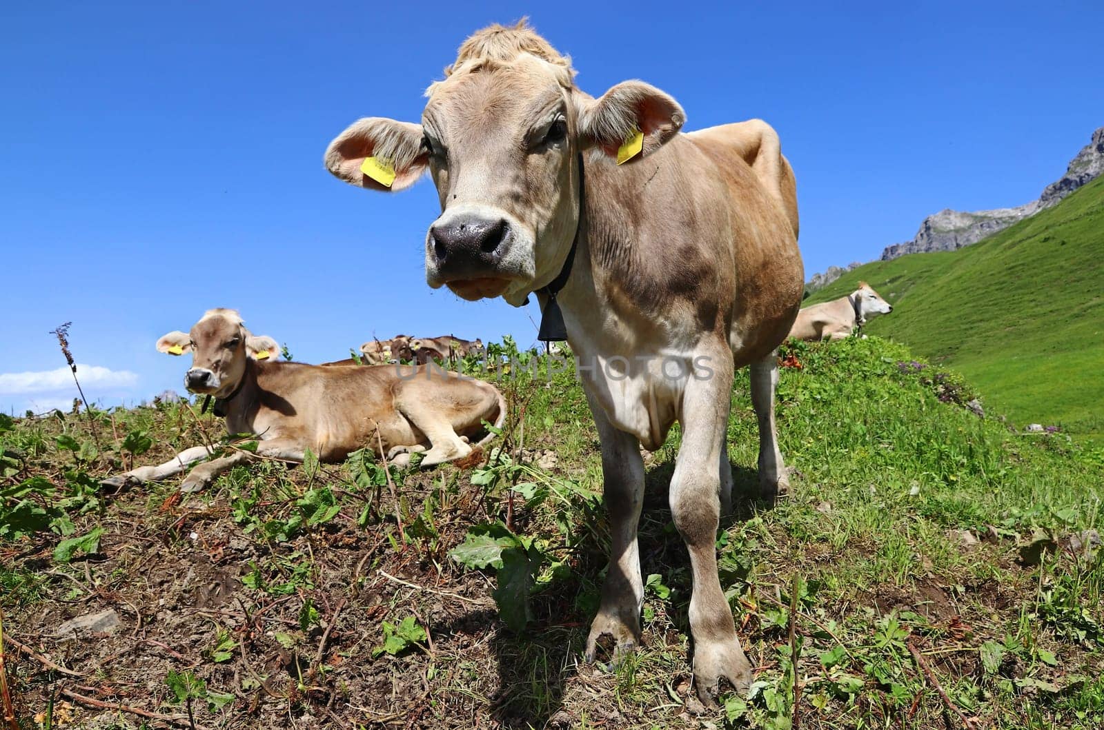 Young Brown Swiss cattle with bells in the mountains of Austria