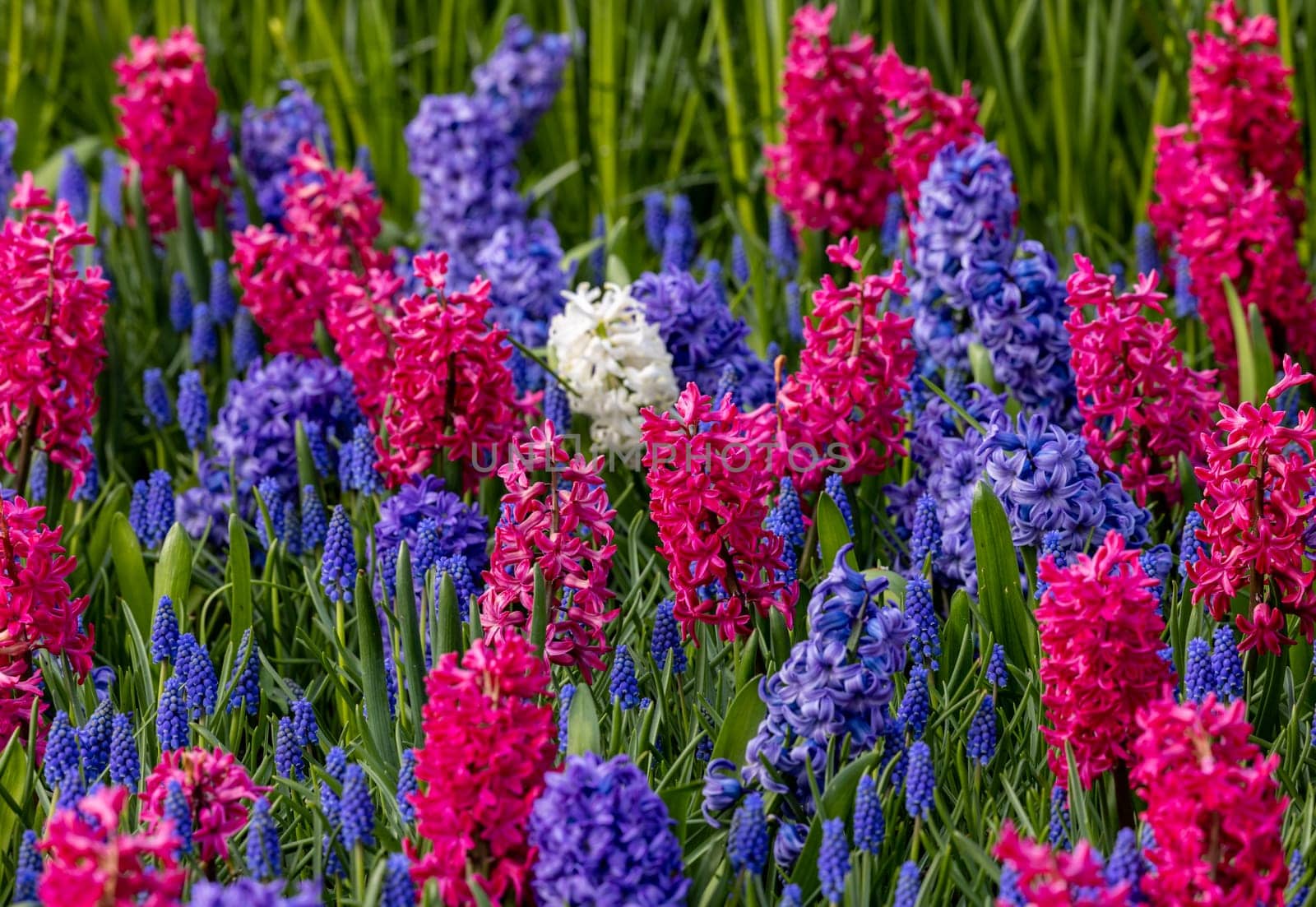 purple and blue hyacinths blooming in a garden