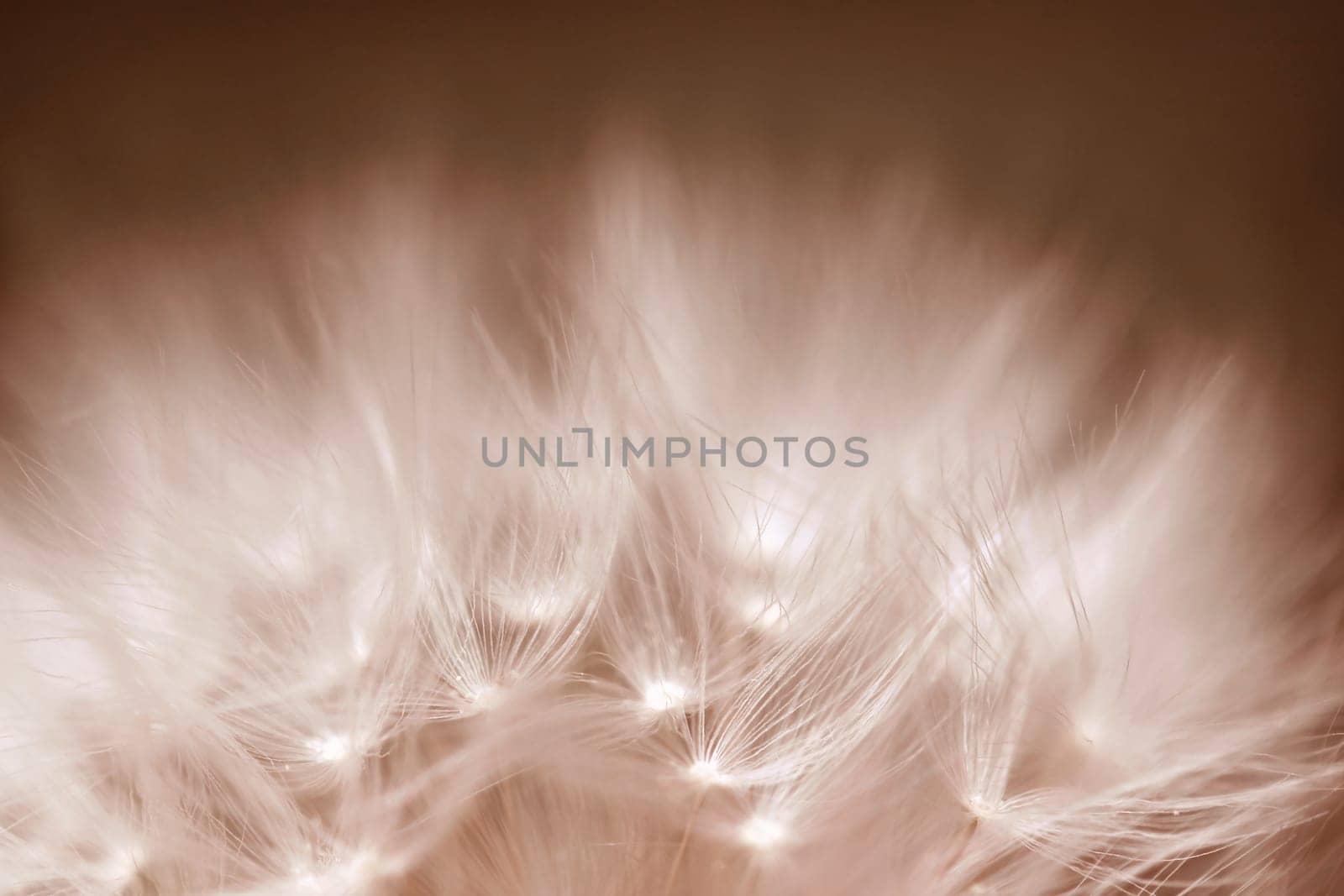 Close-up of a dandelion, a faded dandelion in Peach Fuzz
