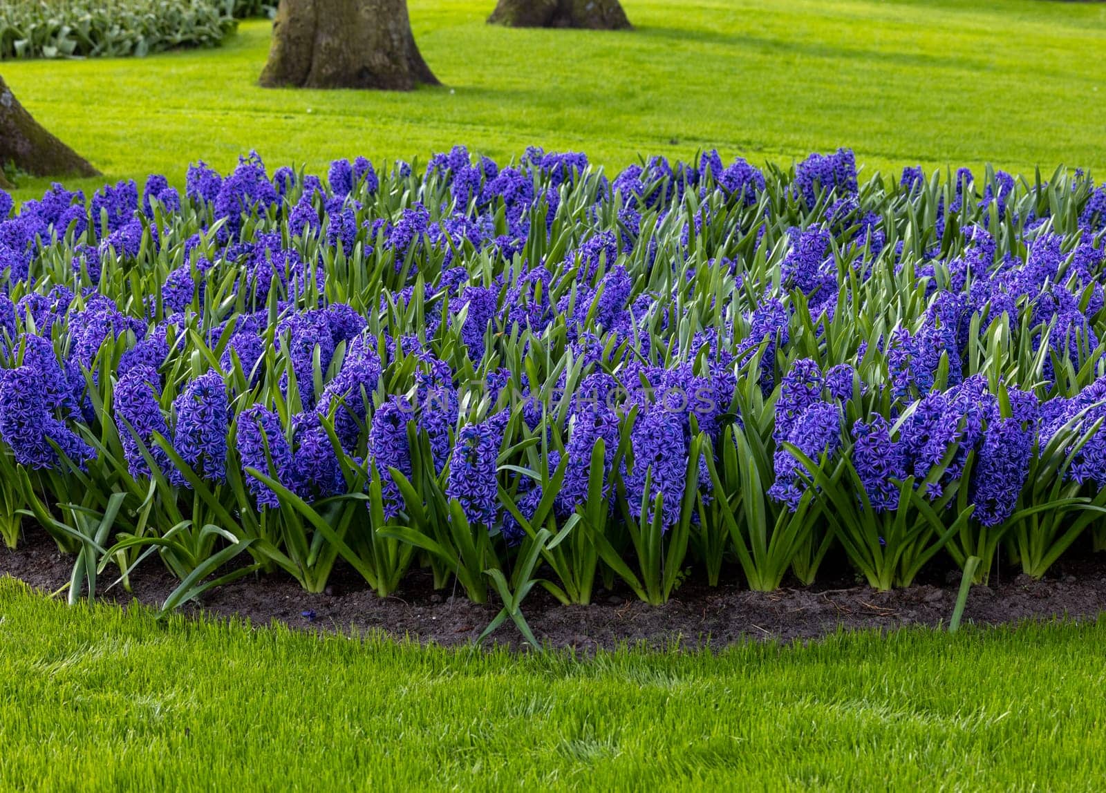 blue hyacinths blooming in a garden