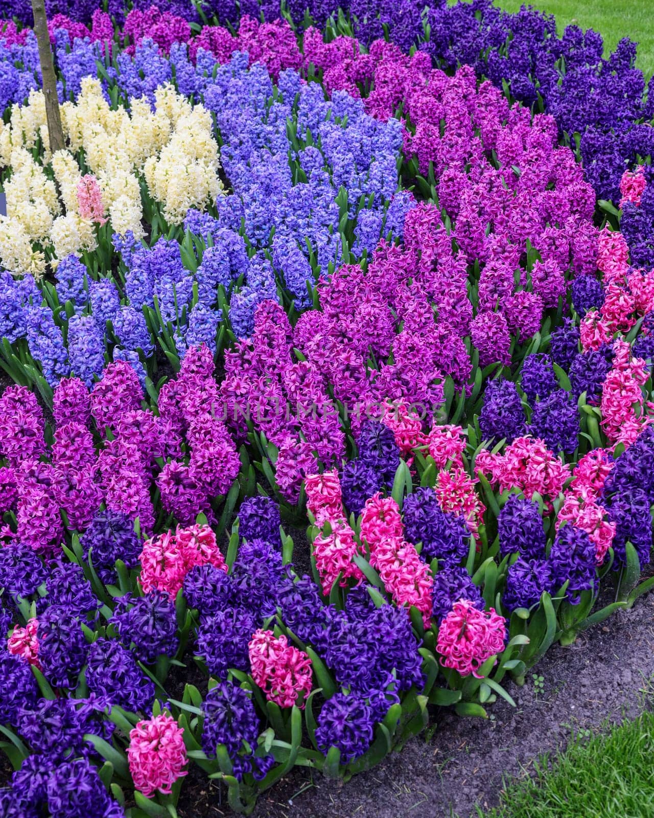 Colorful hyacinths blooming in a garden