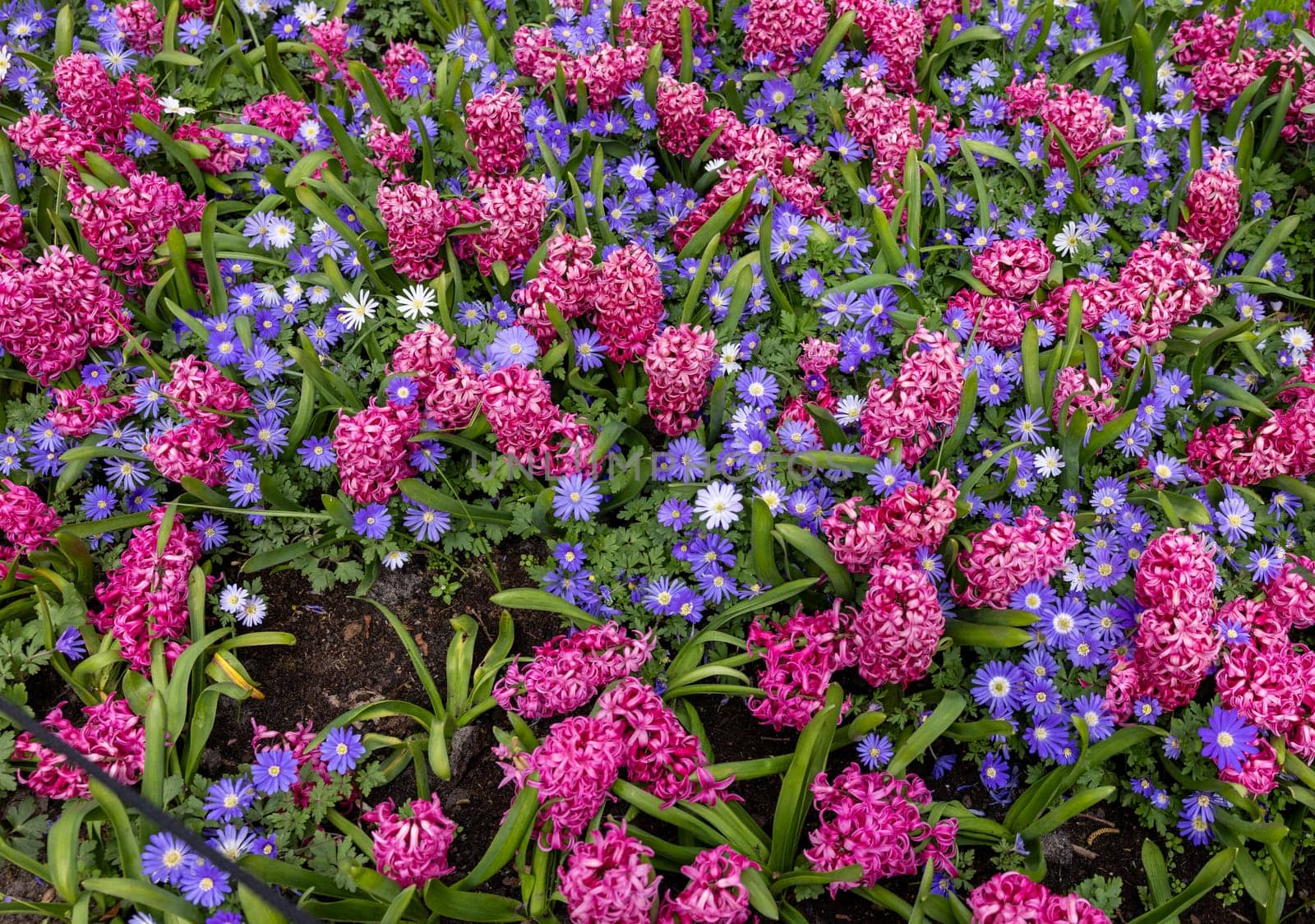 Blue Shades Anemones and Pink Pearl Hyacinths blooming in a garden