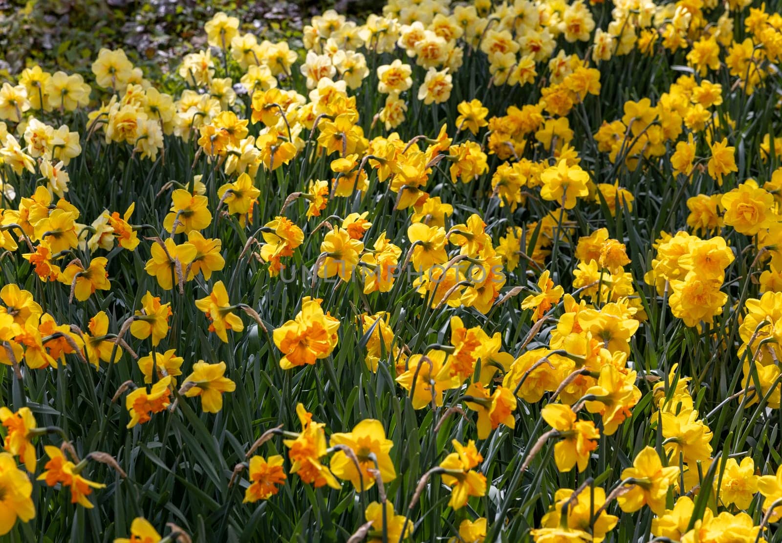 yellow daffodils flowers blooming in a garden