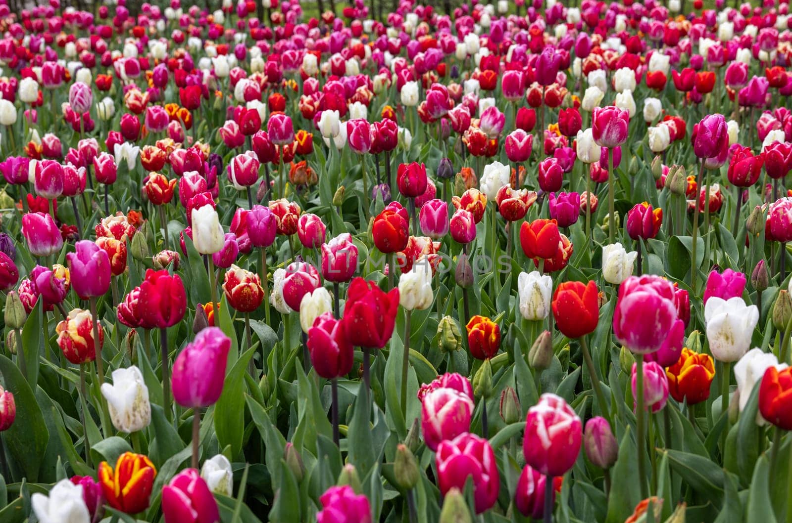 A melange of colorful tulips blooming in a garden