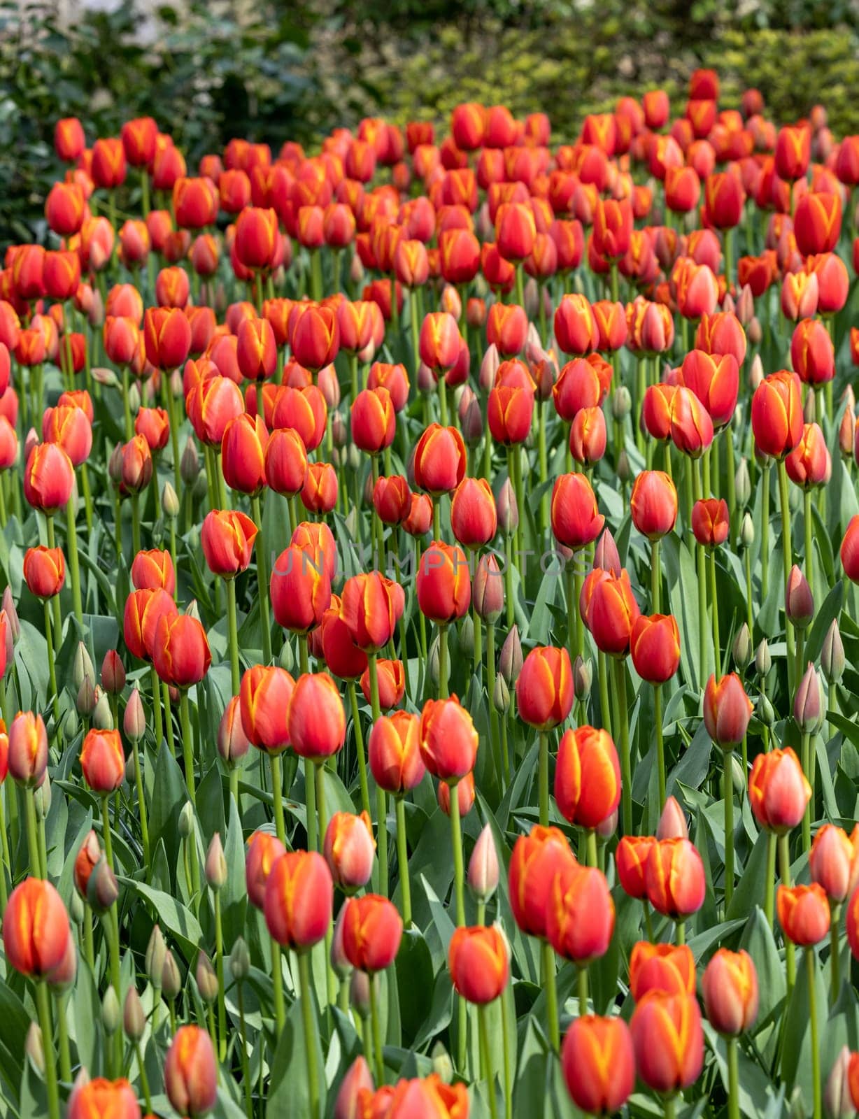 red tulips blooming in a garden