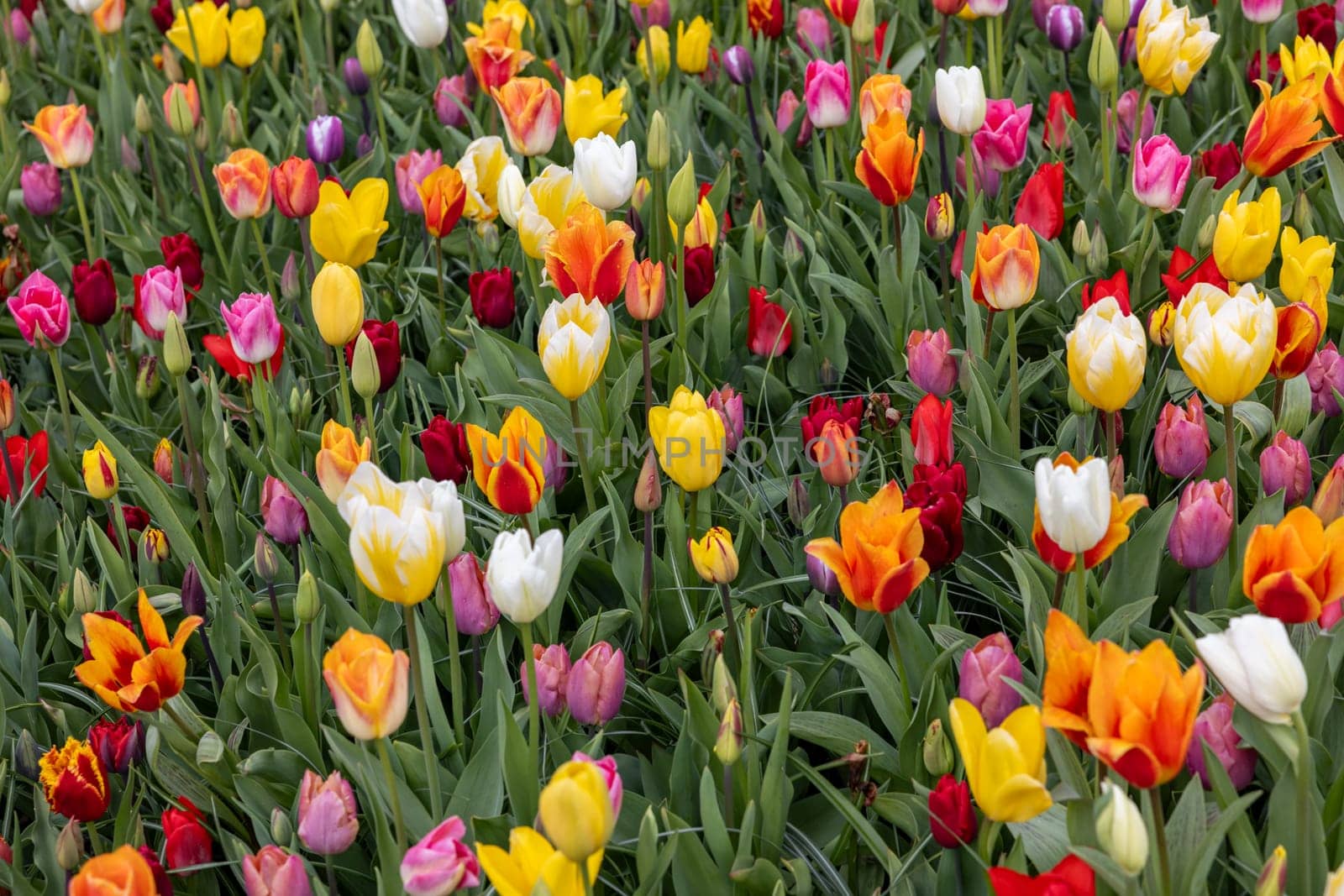 A melange of colorful tulips blooming in a garden