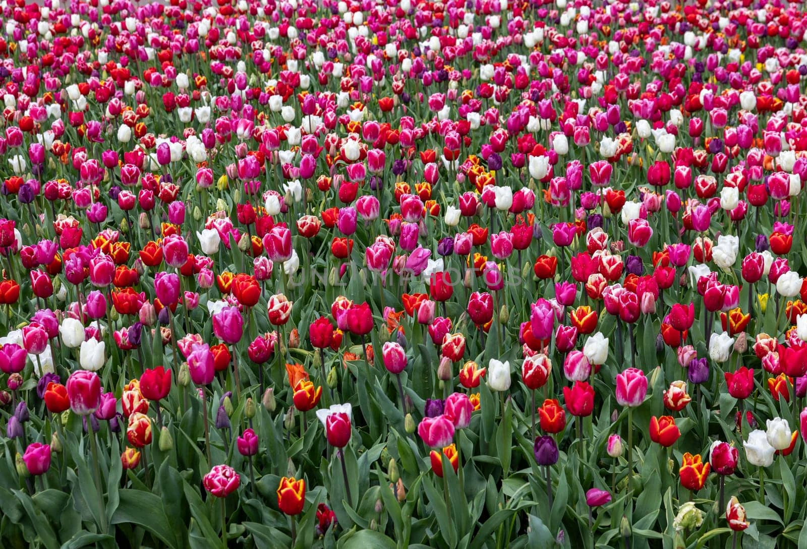 A melange of colorful tulips blooming in a garden