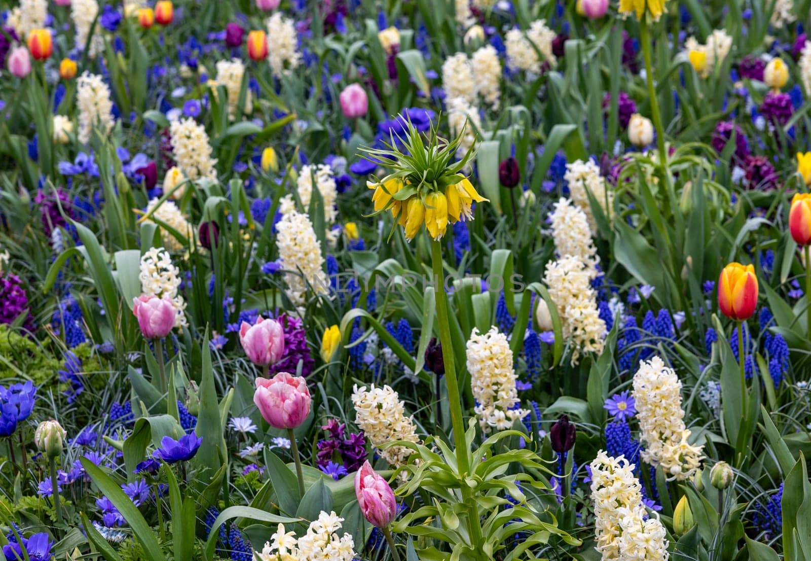 The abundance of colors and scents of various species of flowers blooming in the spring garden