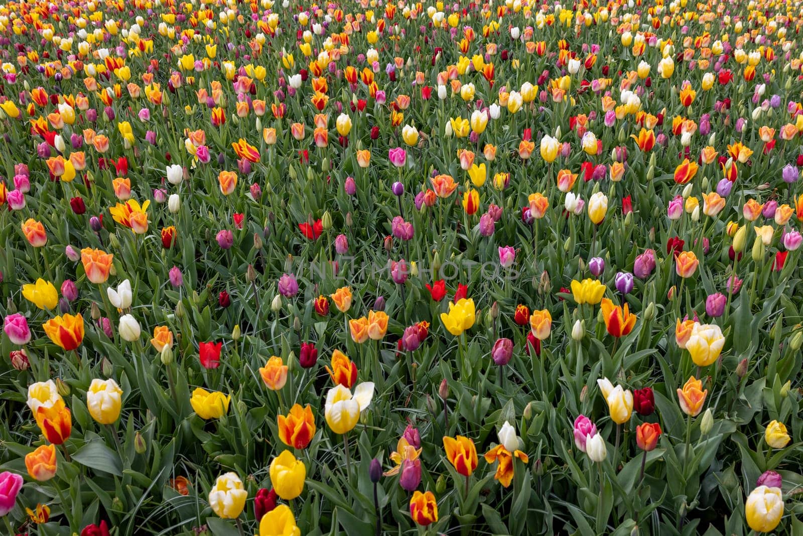A melange of colorful tulips blooming in a garden