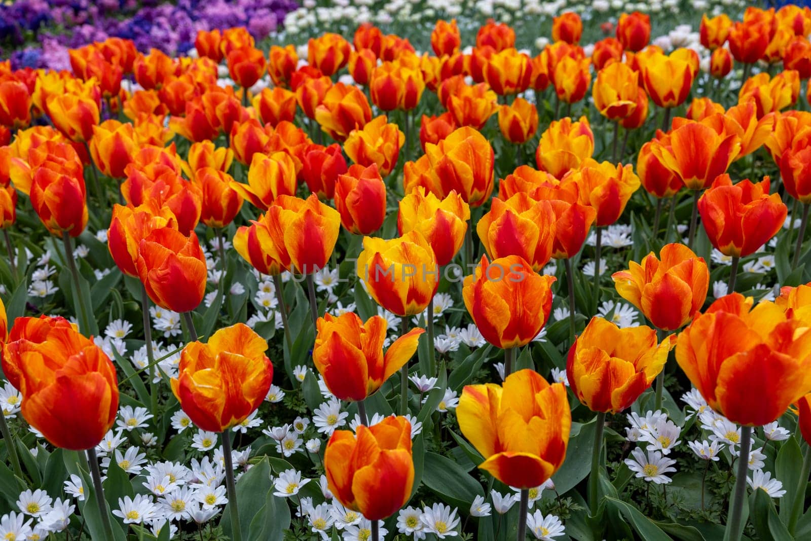 Anemone White Splendour and Tulip Lighting Sun from Darwin Hybrid group. Tulips are divided into groups that are defined by their flower features