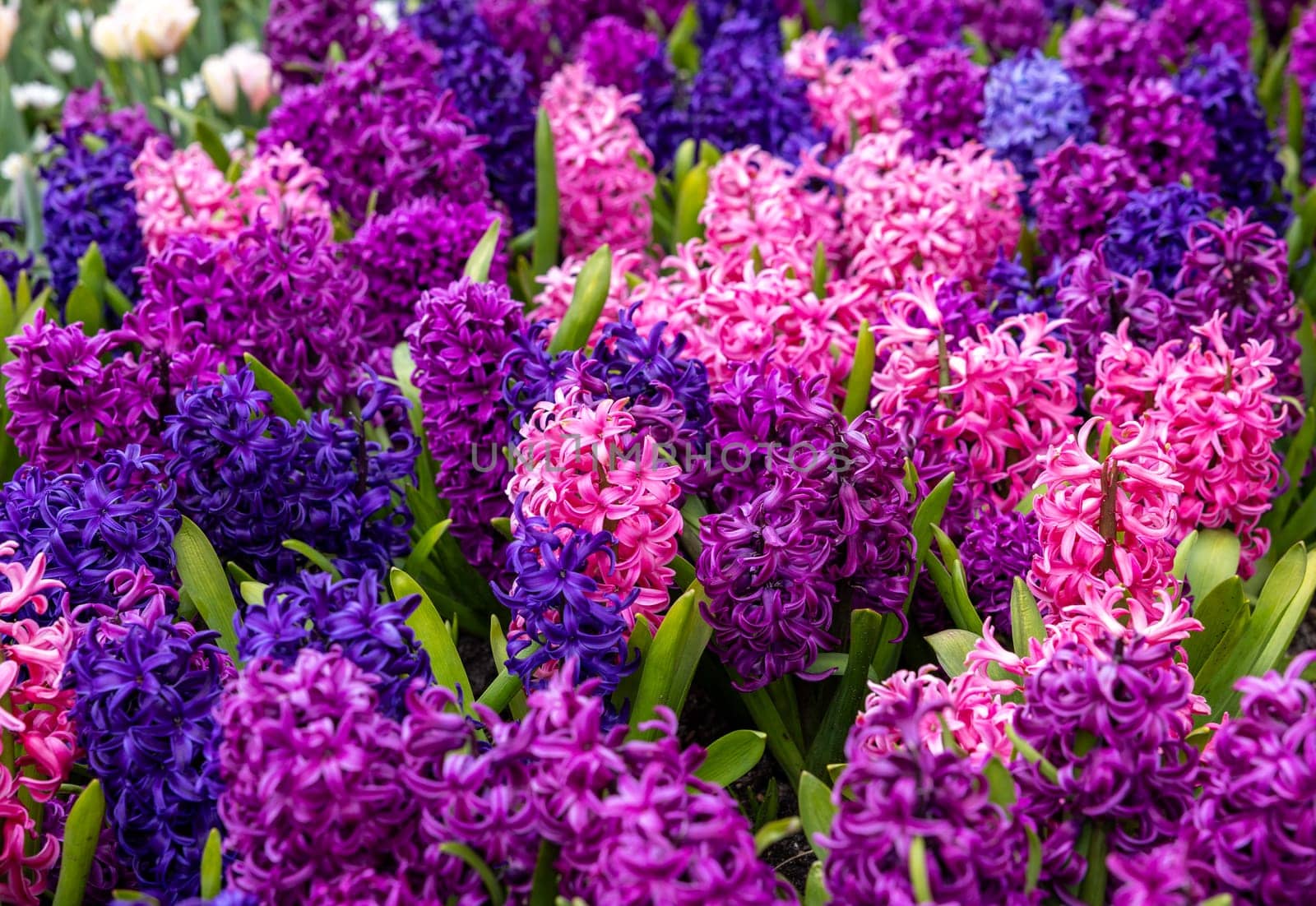 colorful hyacinths blooming in a garden