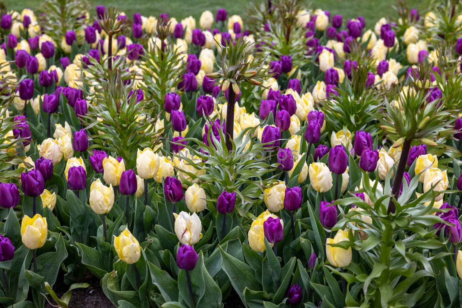 Colorful Tulips and Fritillaria imperialis flowers blooming in a garden