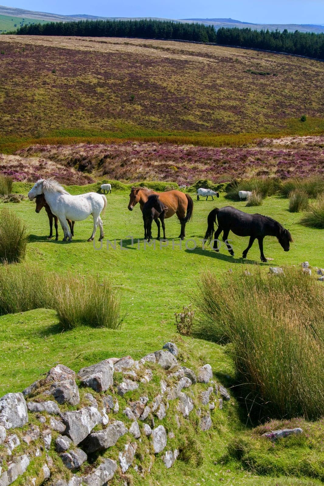 Wild Dartmoor Ponies on Dartmoor in Devon, United Kingdom.