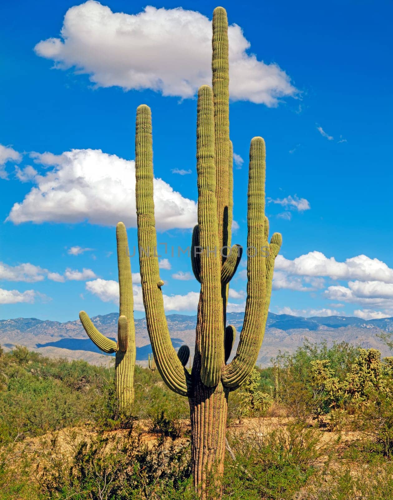 Giant Saguaro in Arizona desert