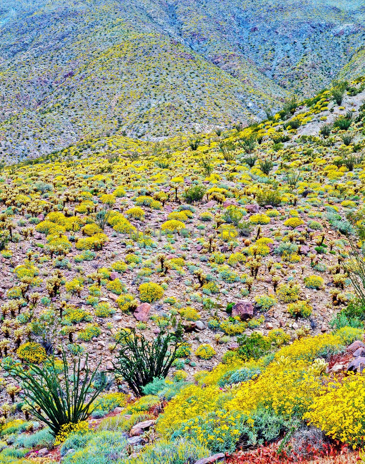 Sprinh in the Anza-Borego Desert in California