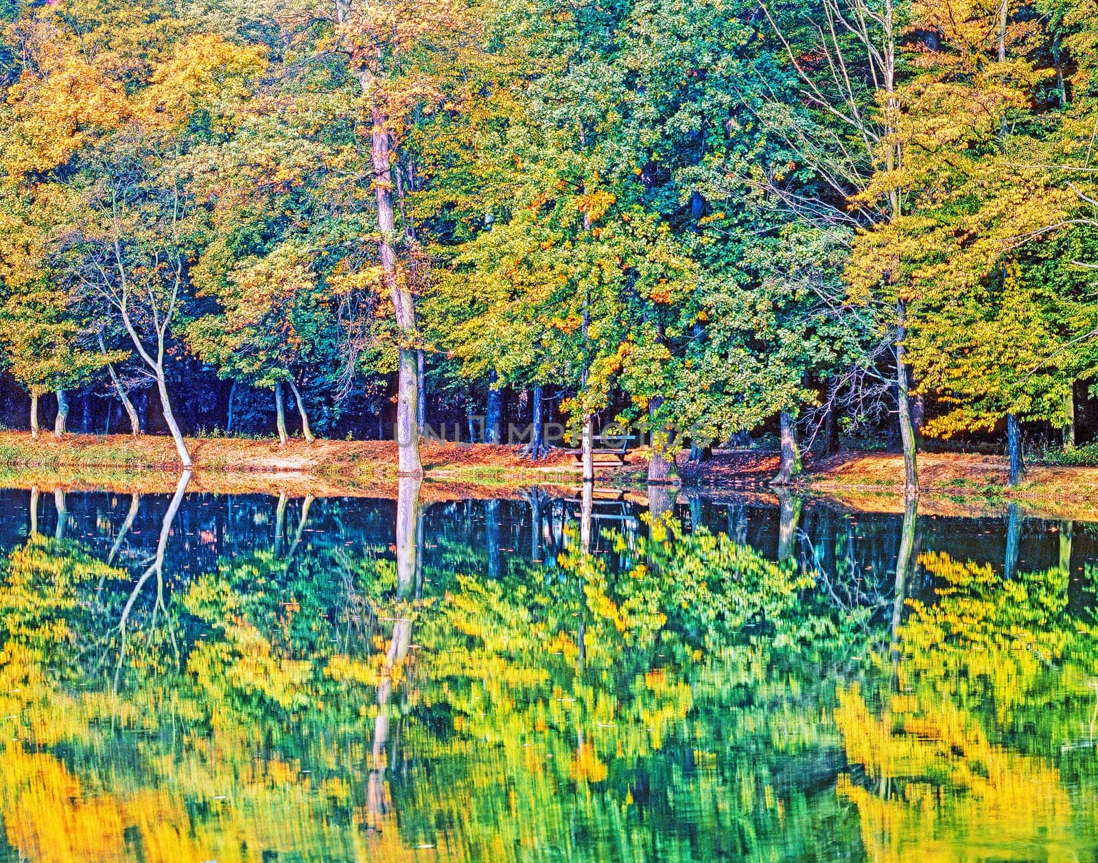 Autumn forest with a lake