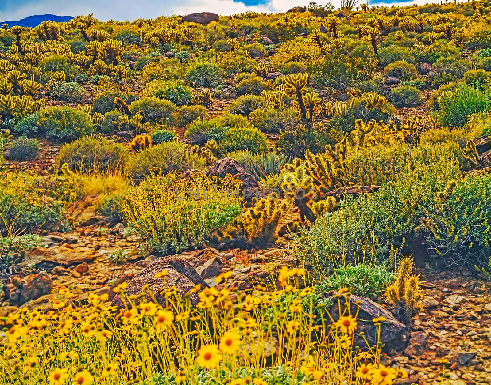 Spring in  Anza- Borego, California