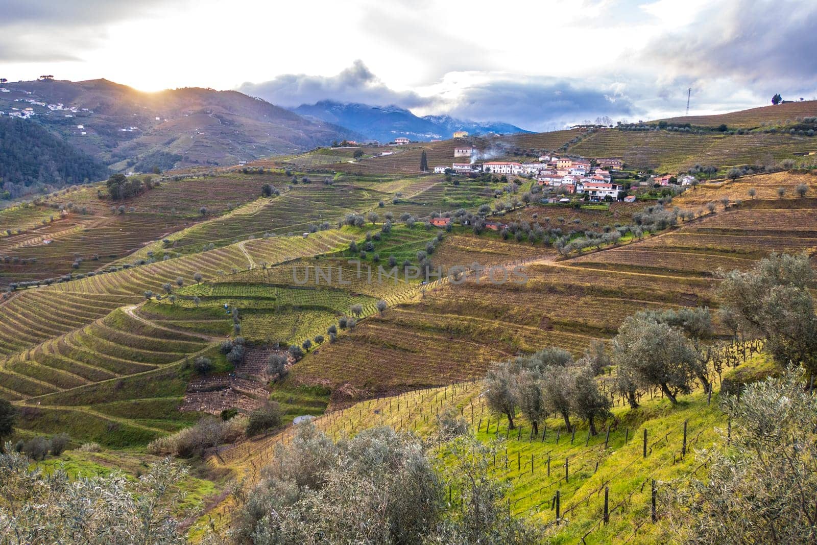 View of the Douro valley with the terraced vineyards and olive trees. Photographed in spring, Portugal