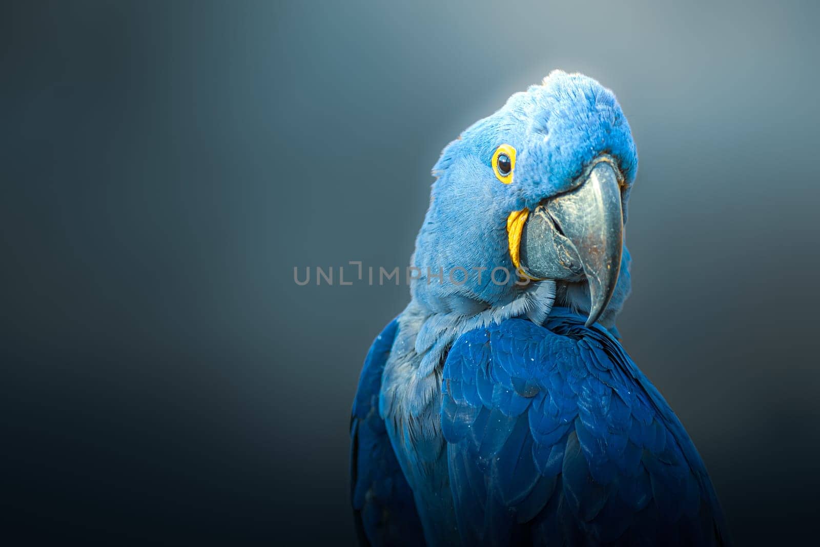 Big blue parrot, Hyacinth Macaw,  rare blue bird photography over dark background