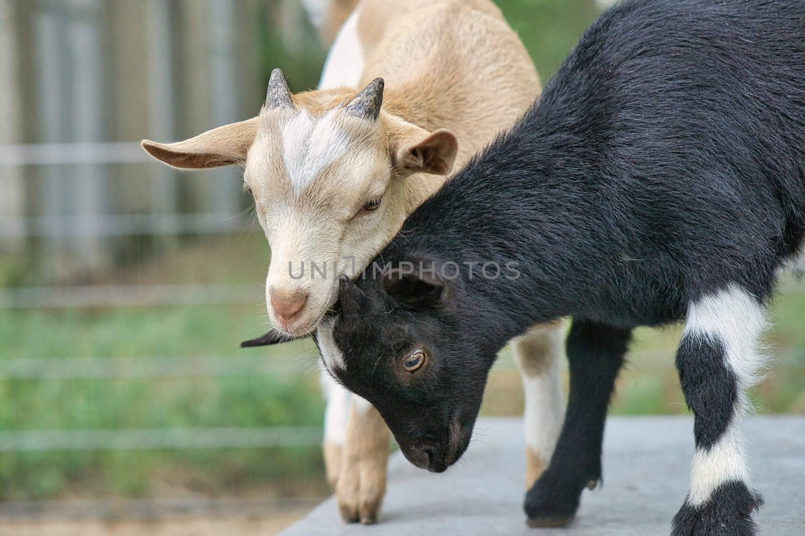 Goats playing with each other. Funny animal photo. Farm animal on the farm. Close-up animal photo