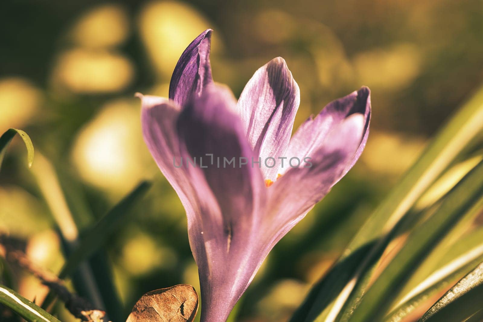 Single crocus flower in a meadow in soft warm light. Spring flowers that herald spring. Flowers picture