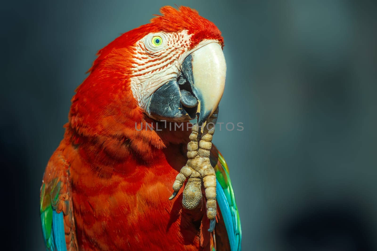 Red Scarlet macaw bird photographed over dark blurry background