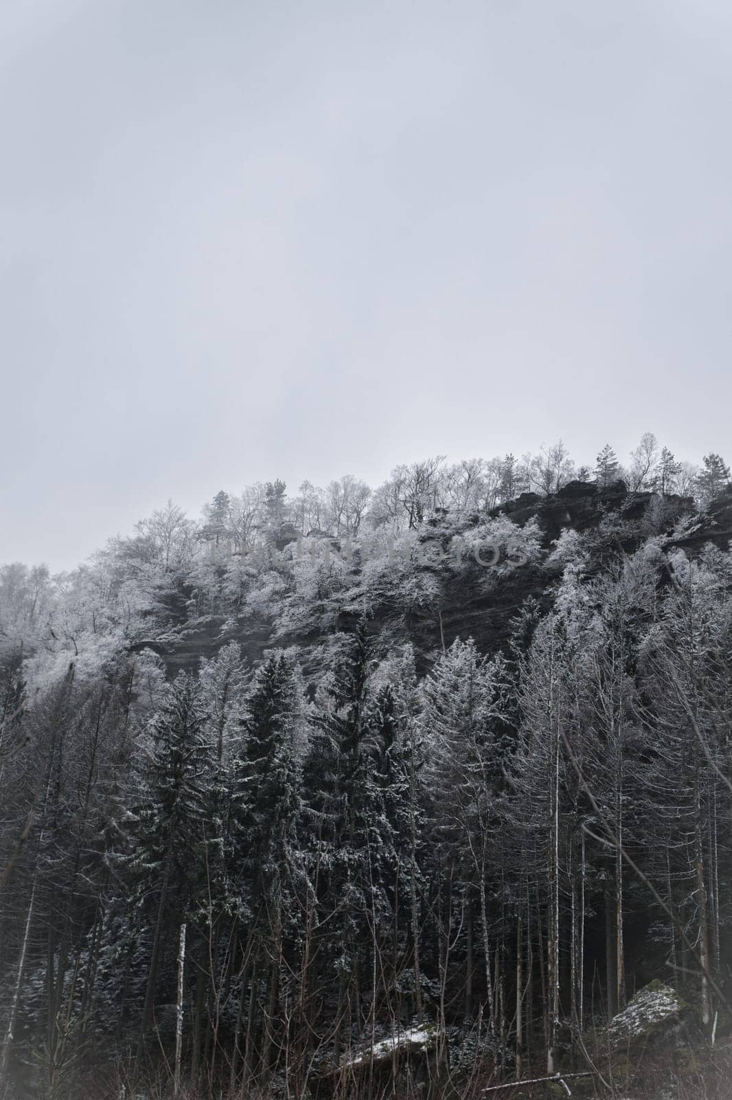 View of the Großer Zschirnstein with snow-covered trees and in the fog, on the summit, during a hike. From the nature park in the Elbe Sandstone Mountains. Landscape of things in Germany