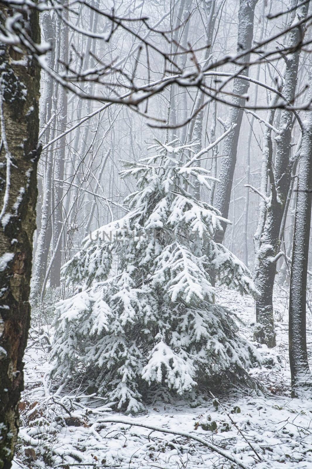 Snow-covered fir tree in a winter forest with snow. Coniferous forest covered in snow and frost. Landscape shot from the forest