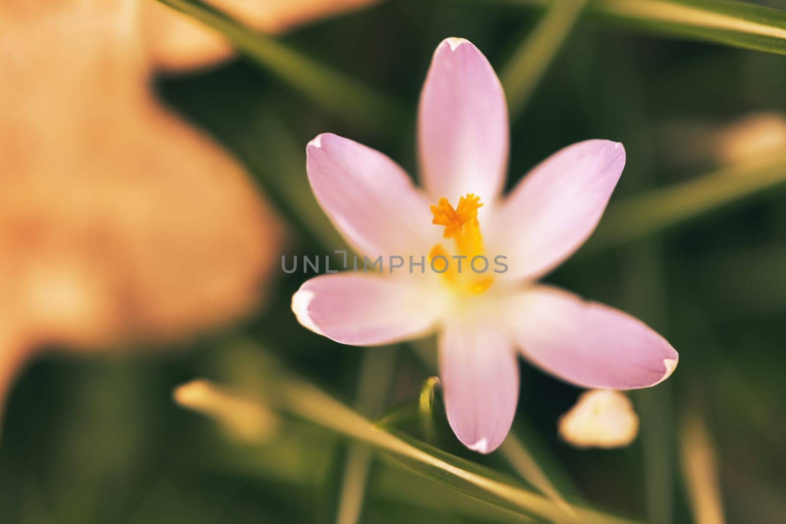 Single crocus flower delicately depicted in soft warm light. Spring flowers that herald spring. Flowers picture