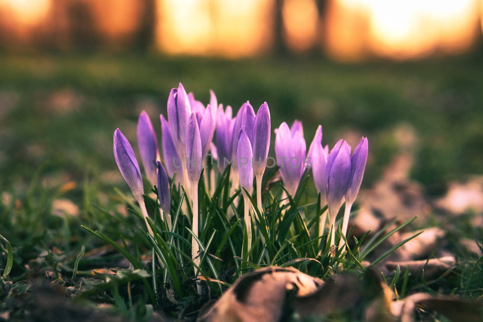 Crocuses in a meadow in soft warm light. Spring flowers that herald spring. Flowers picture