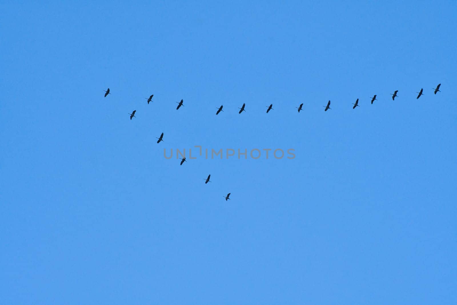 Cranes fly in V formation in the sky. Migratory birds on the Darss. Bird photo