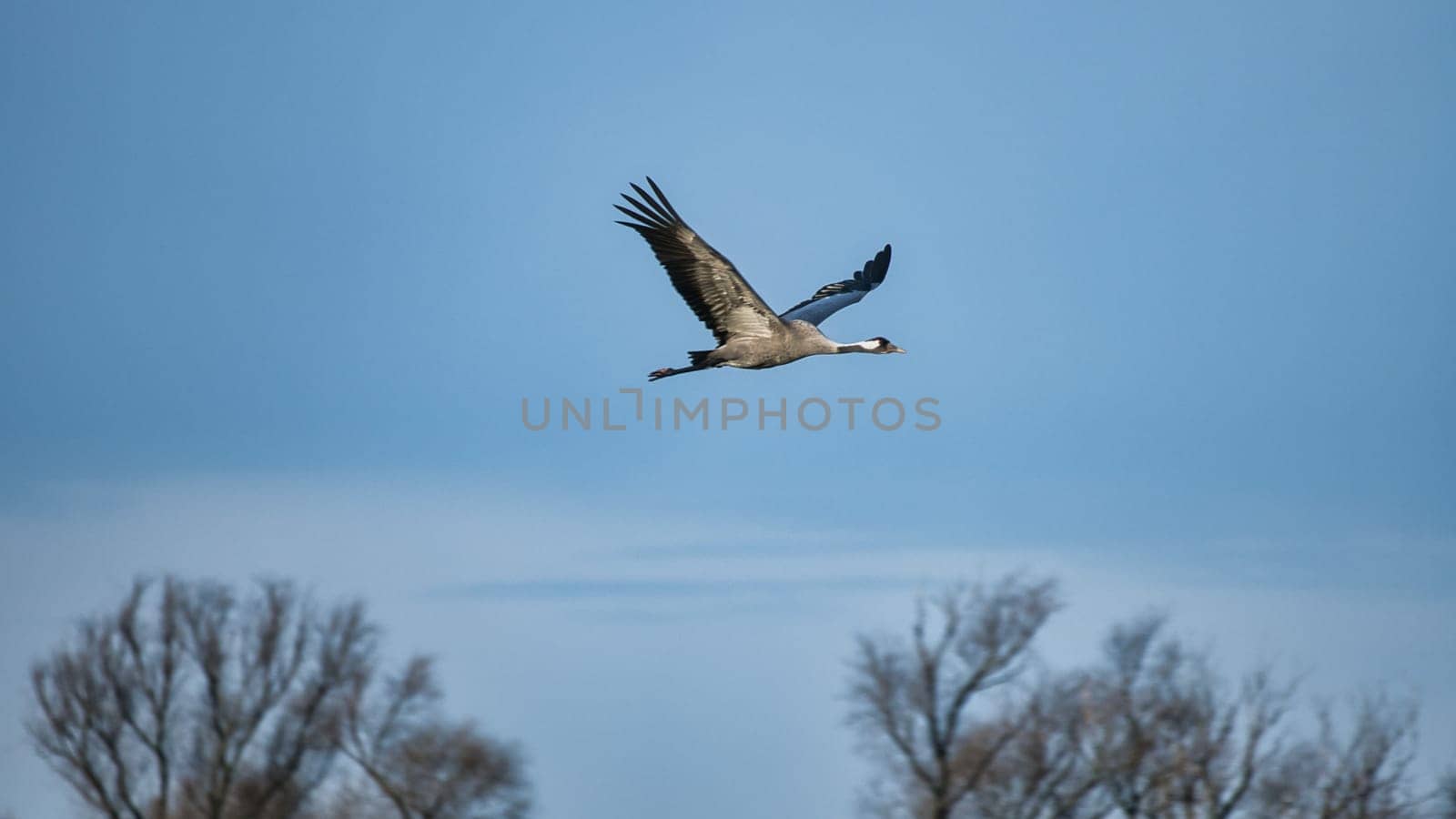 Cranes fly in the blue sky in front of trees. Migratory birds on the Darss. Wildlife photo from nature in Germany