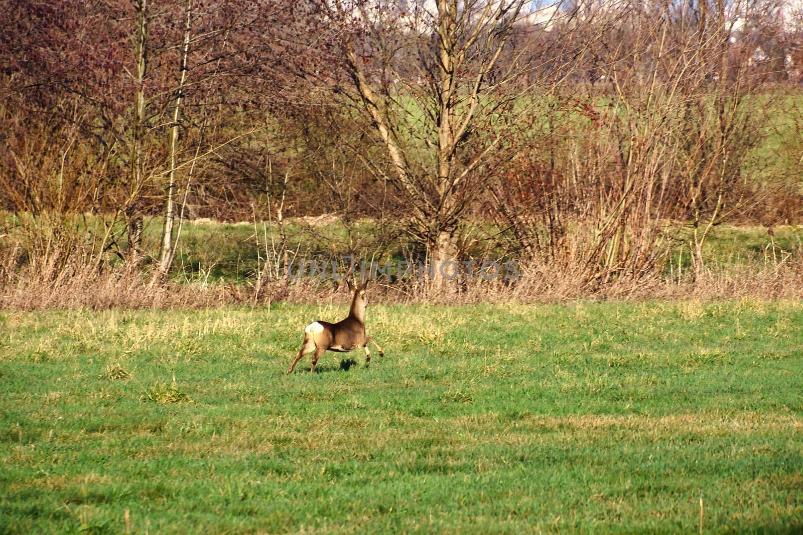 Deer on the run in a meadow. Jumping over the green grass. Animal photo from nature