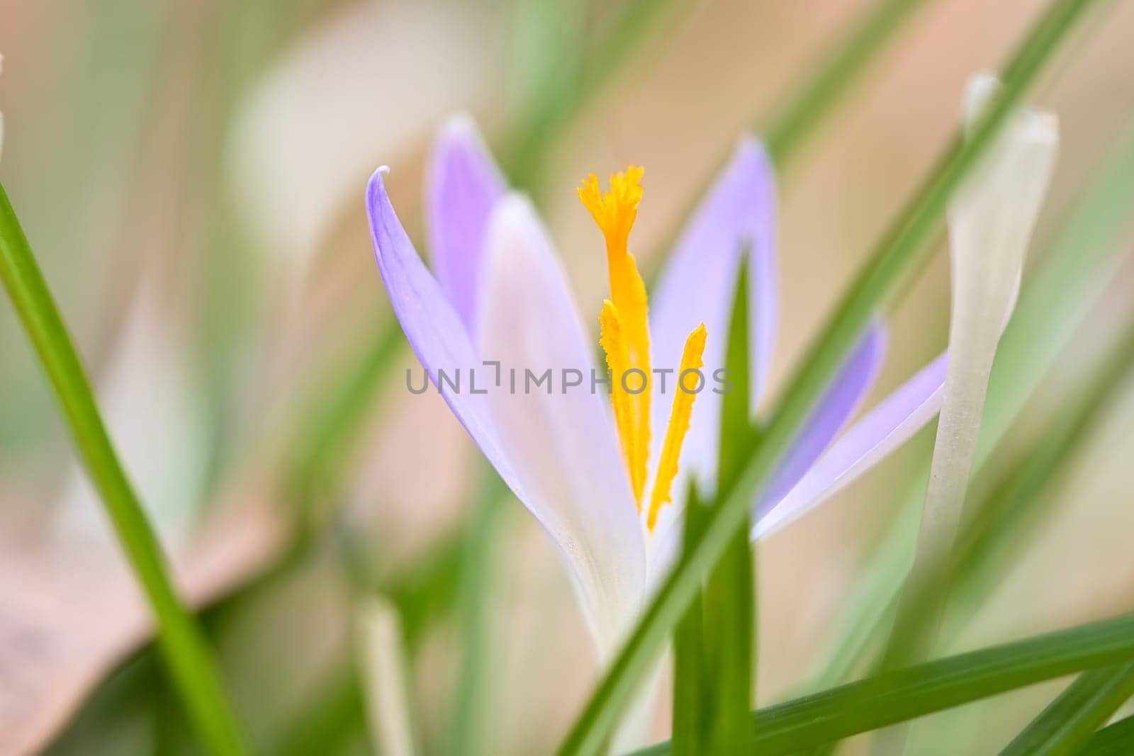 Single crocus flower delicately depicted in soft warm light. Spring flowers that herald spring. Flowers picture
