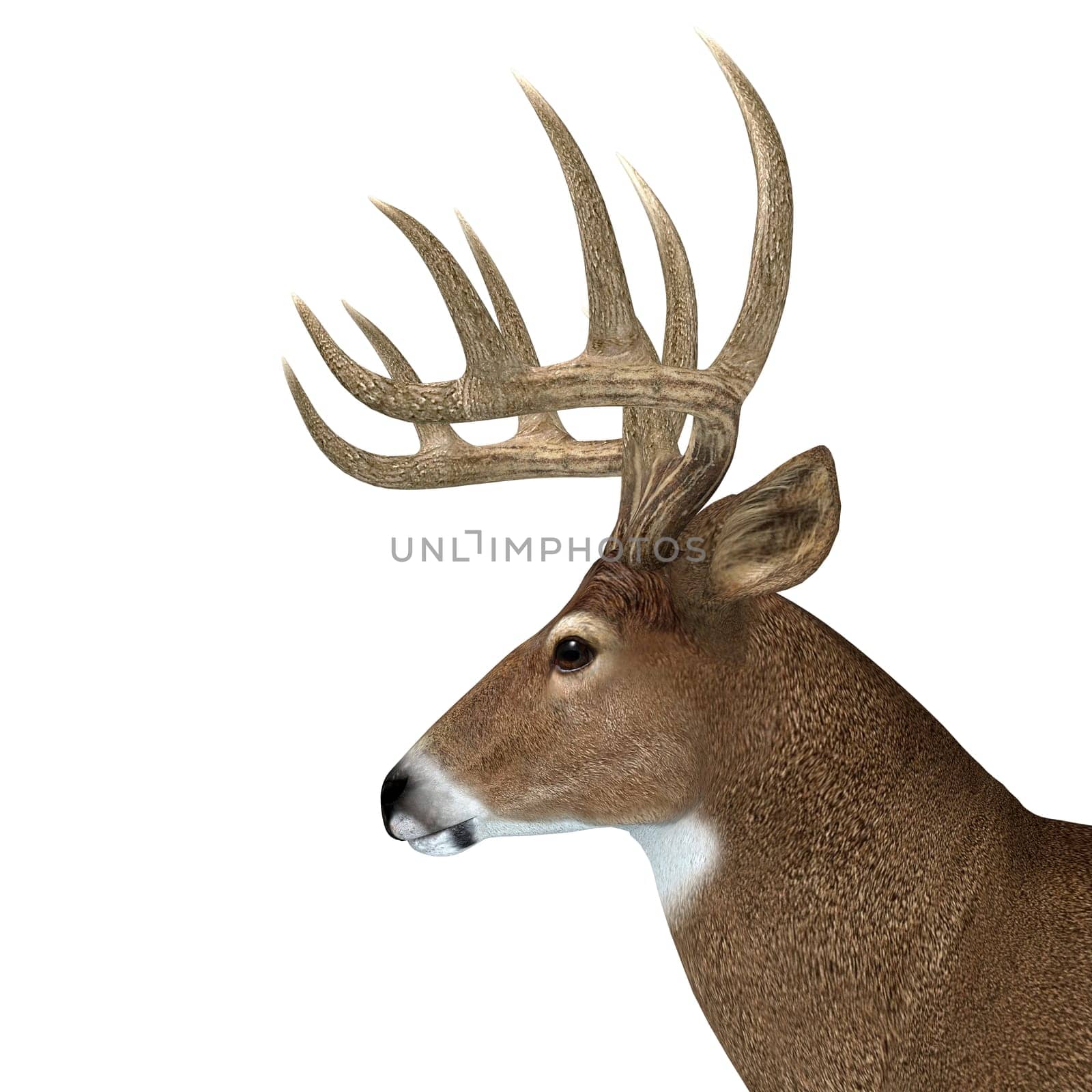 The herbivorous White-tailed deer lives in North and South America and is an abundant species.