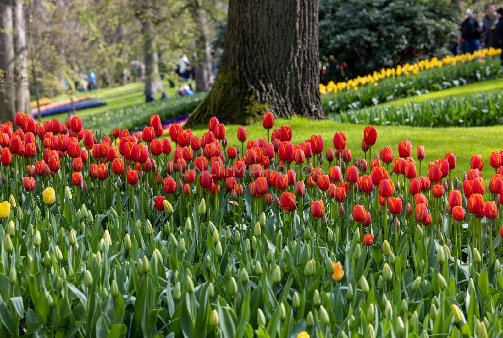 Colorful flowers in the Keukenhof Garden in Lisse, Holland, Netherlands.