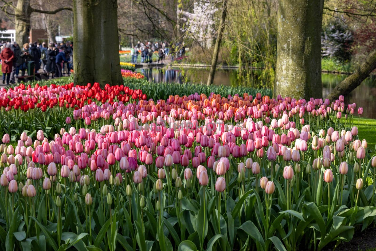 Keukenhof, Lisse Netherlands - April 18, 2023: Visitors at the Keukenhof Garden in Lisse, Netherlands.